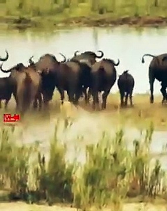 BIG FIGHTBuffaloes vs Lions   wild animals Fight #lion #Hunting #shorts #buffaloes #wildlife