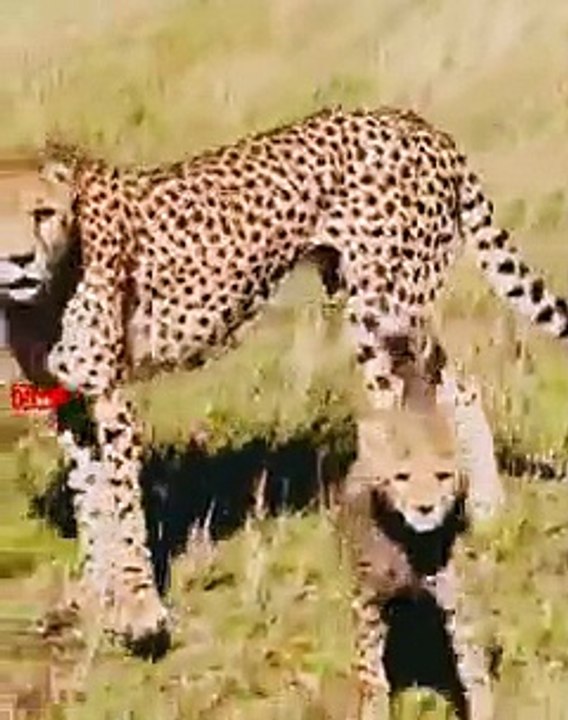 Cheetah Mom Teaching Her Cub   Cheetah Cub Learning To Hunt   Wild animals Babies #cubs #hunting