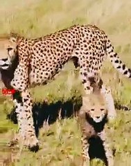Cheetah Mom Teaching Her Cub   Cheetah Cub Learning To Hunt   Wild animals Babies #cubs #hunting