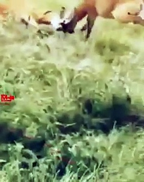 Fighting Bucks Hunted   Leopard Attacked the Fighting Bucks   Leopard #hunting #wild animals fight