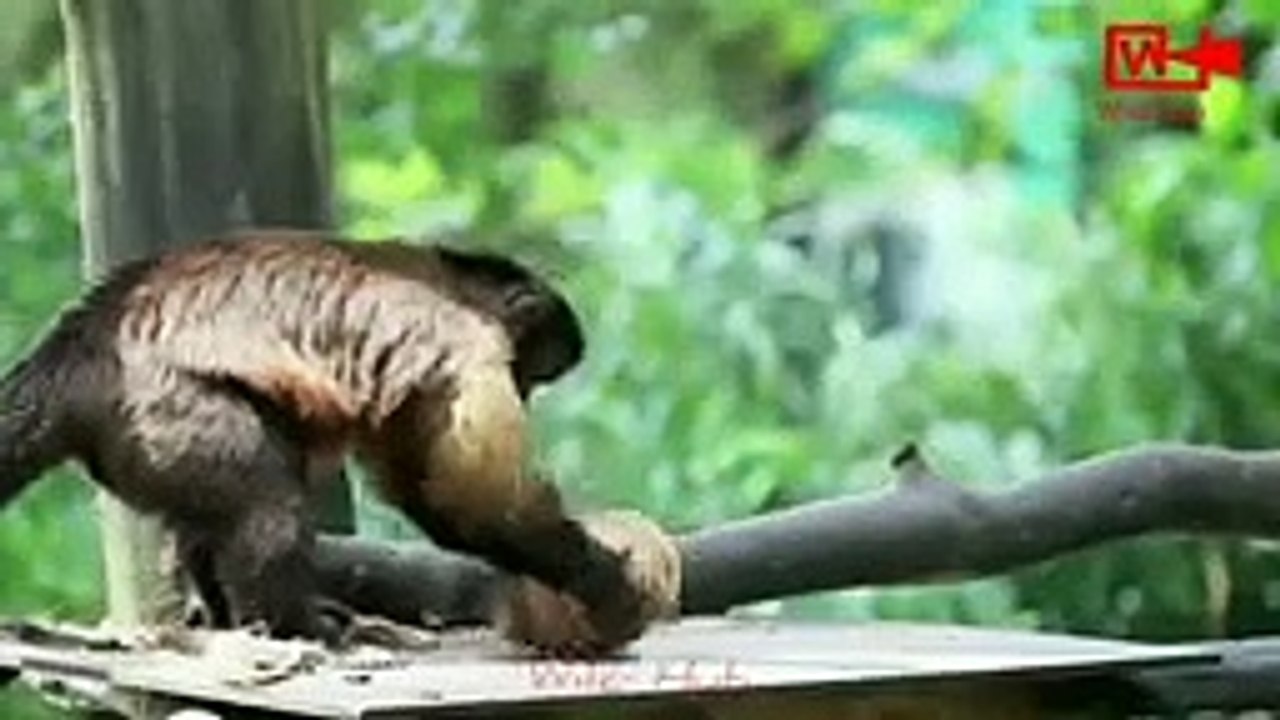 Monkeys Breaking Coconut   Monkeys Peels and opens coconut   Smart Work   #viralvideo