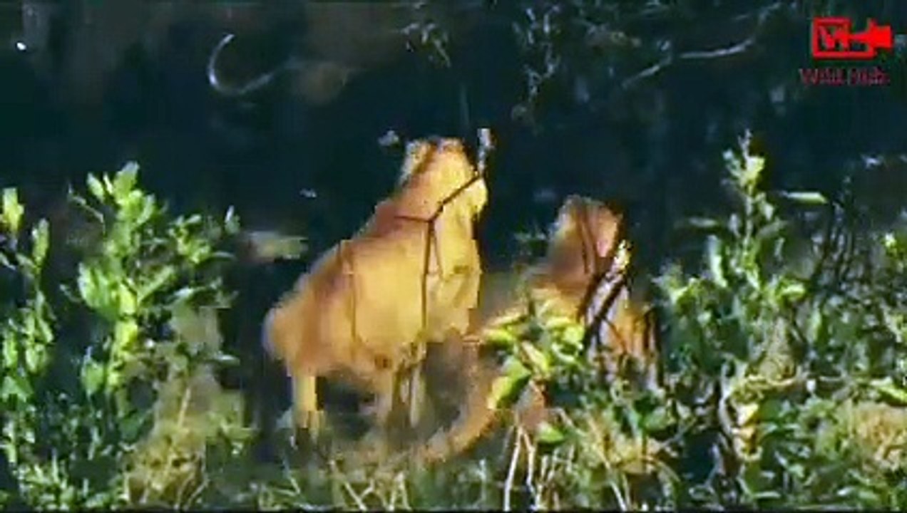 African Buffaloes vs Lion Clan   Lion King Defeat   Wild Animals Fight #viralvideo