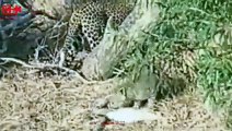Unbelievable Leopard Cub Climbs the tree with prey   Rare & Interesting Leopard Hunt #viralvideo