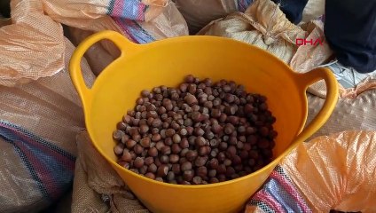 TRABZON'DA TMO FINDIK ALIMLARI BAŞLADI