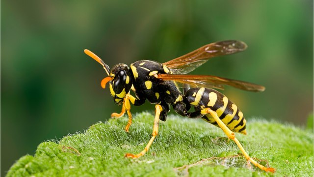 Wespen adé: Mit diesen Pflanzen werdet ihr sie auf natürliche Weise los