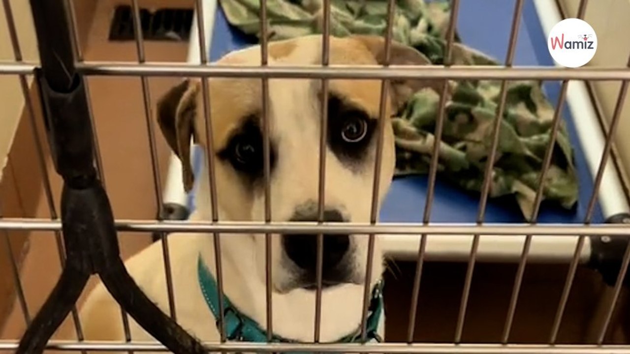 Deux mois après son adoption, ce chiot est abandonné : son retour au refuge est déchirant (Vidéo)