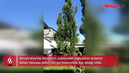 Devasa pitonu gören aile telefona sarıldı: 'Ona karşı hiçbir şey yapmayacağız'