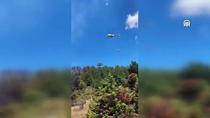 Ilgaz'da orman yangını