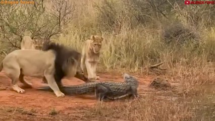 Top 10 Strongest Animals Who Think Crocodile Is Easy Prey! - Blondi Foks