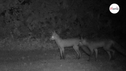 Il trouve des journaux sur sa pelouse, installe une caméra et comprend son erreur