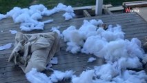 Pris en flagrant délit de destruction de panier, ce chien essaie de passer pour une victime (vidéo)