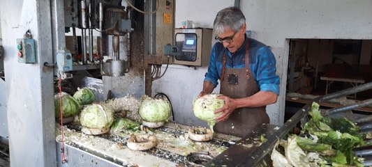 L' étrognage et l'effeuillage des choux à la choucrouterie Claude de Chavannes-sur-l'Etang (Haut-Rhin)