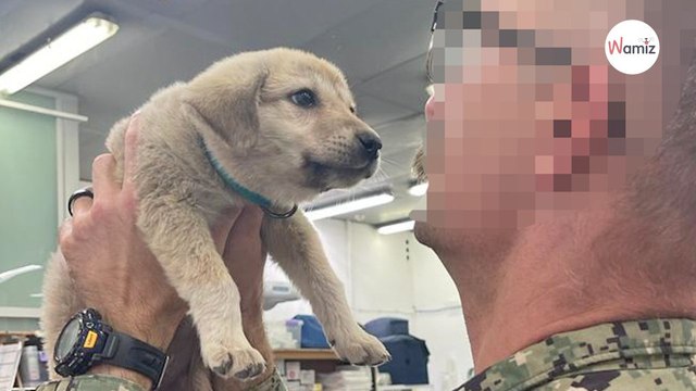 Un petit intrus s'approche de la base militaire : les soldats agissent en urgence pour sauver une vie