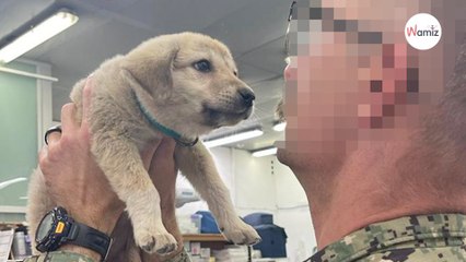 Un petit intrus s'approche de la base militaire : les soldats agissent en urgence pour sauver une vie