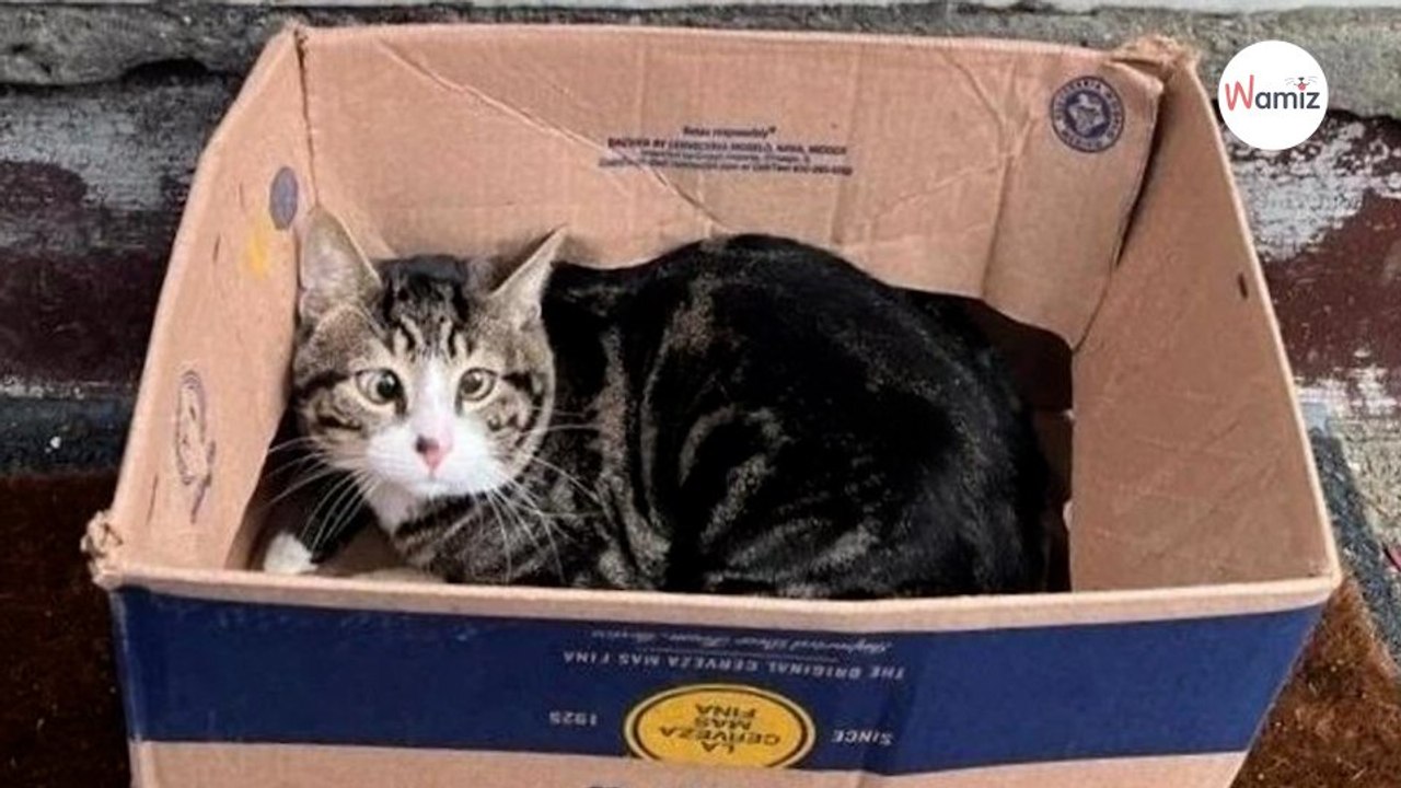 Le chat fait tout pour se cacher : malgré ses efforts il ne passe pas inaperçu pendant un événement