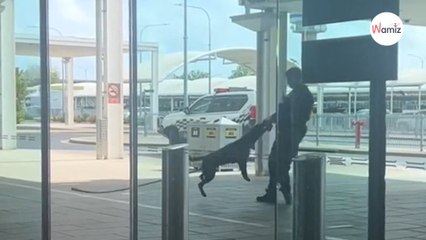Elle surprend un échange entre un policier et le chien renifleur : 512K personnes sont fascinées par cette scène (vidéo)