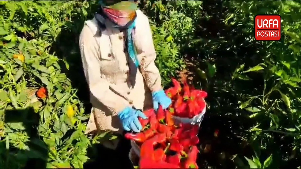 Şanlıurfa'da Üniversite öğrencisi Rabia 50 derece sıcakta tarlada hayalleri için çabalıyor