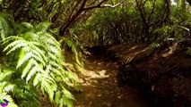 Tranquil Jungle Sounds with Birds: Relaxing Music for Meditation and Stress Relief | Fit Mindss