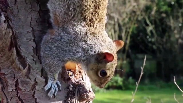 Baby animals in the wildlife on small cats/4k UHD/BBC planet earth/BBC earth / BBC earth Science's