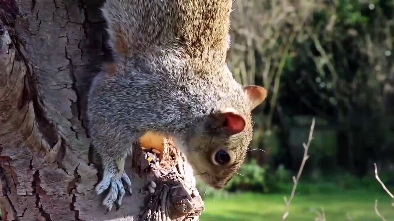 Baby animals in the wildlife on small cats/4k UHD/BBC planet earth/BBC earth / BBC earth Science's