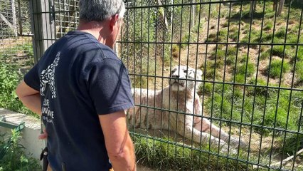 15 ans de sauvetages pour l'association Tonga Terre d'Accueil