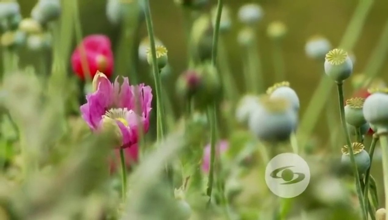 AMAPOLA - FLOR CON UN DESTINO MALDITO