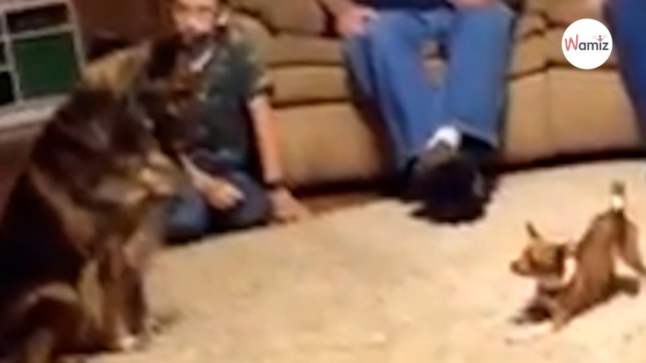 Le Chihuahua aboie sur le Dogue Allemand : 1,2M de personnes retiennent leur souffle (Vidéo)