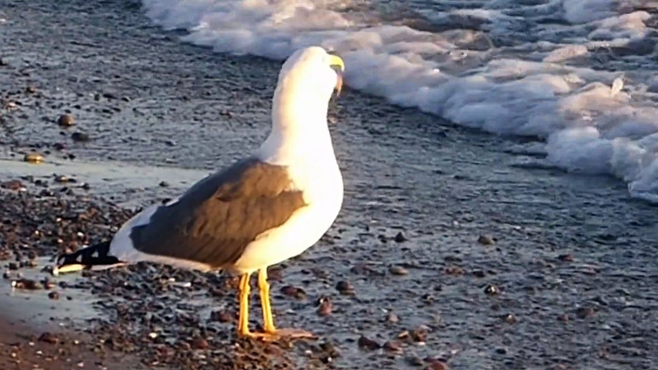 baja california wild life