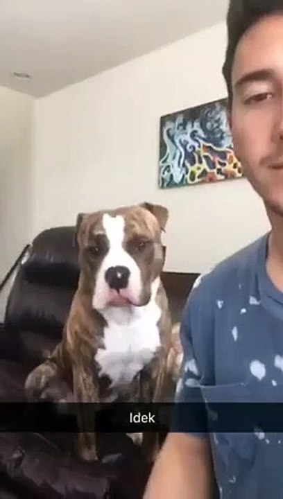 Bark at Your Dog and See its Reaction   PETASTIC