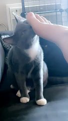 Cat Reaction To Owner's Foot Smell   PETASTIC