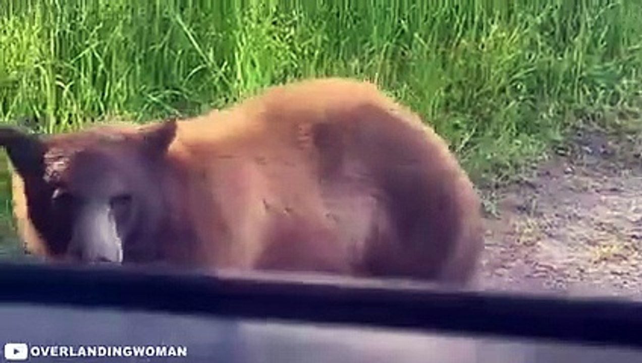 Russian Man Encounters The Wrong Black Bear...