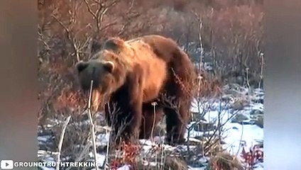 8 Scariest Bear Encounters You Shouldn't Click On