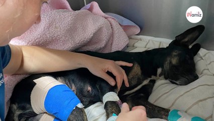 Incendies à Hawaii : au moins 3 000 animaux déplacés selon une association locale