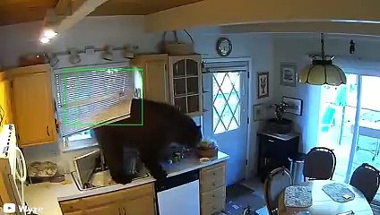 8 Times Bear Encounters Went Horribly Wrong