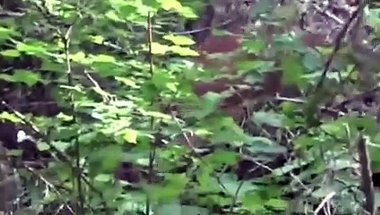 Mountain Lion Messes With The WRONG Hiker...