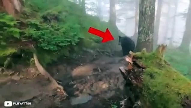 30 Times Humans Messed With The Wrong Bears