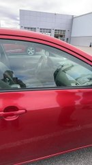 Une voiture infestée de cafards amenée chez le concessionnaire