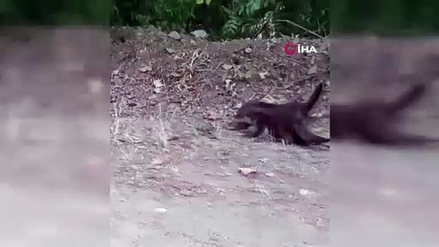 Des loutres en voie de disparition repérées à Domaniç