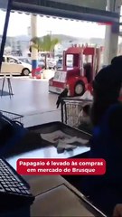 Papagaio é levado às compras em mercado de Brusque