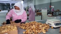 Les exportations de figues séchées ont rapporté à la Turquie 241 millions de dollars au cours des 11 derniers mois
