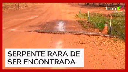 Sucuri de 6 metros é flagrada por biólogo entrando em lago em Goiás