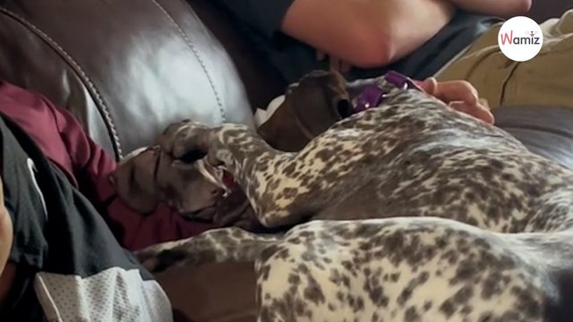 Une chienne Braque allemand découvre un chiot : la rencontre fait craquer 900 000 internautes