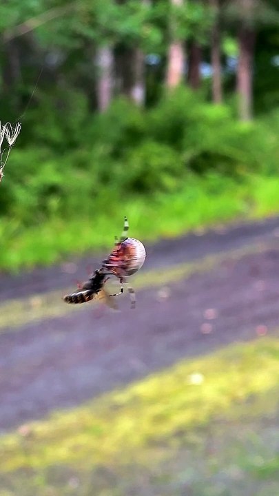 L'araignée et la guêpe tournent sur elles-mêmes en étant suspendues à un fil