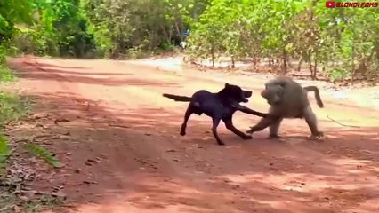 Mother Monkey Attacks 250 Dogs to Revenge Her Baby in India