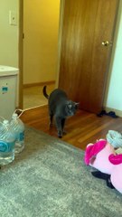 Un chat s'enfuit avec un parfum volé