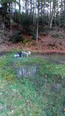 A Dog And A Deer Become Friends