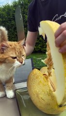 Curious Cat Eats a Melon