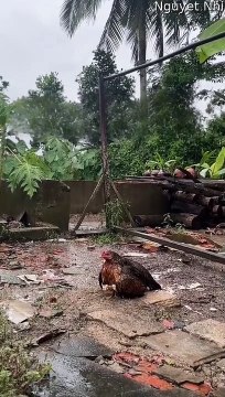 La mère poule protège ses poussins de la pluie