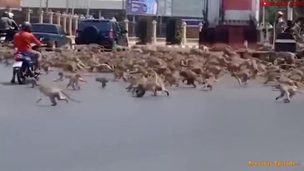 Mother Monkey Attacks 250 Dogs to Revenge Her Baby in India 2