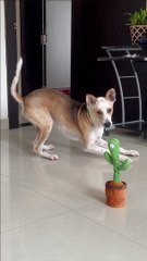 Les chiens réagissent au jouet cactus qui parle